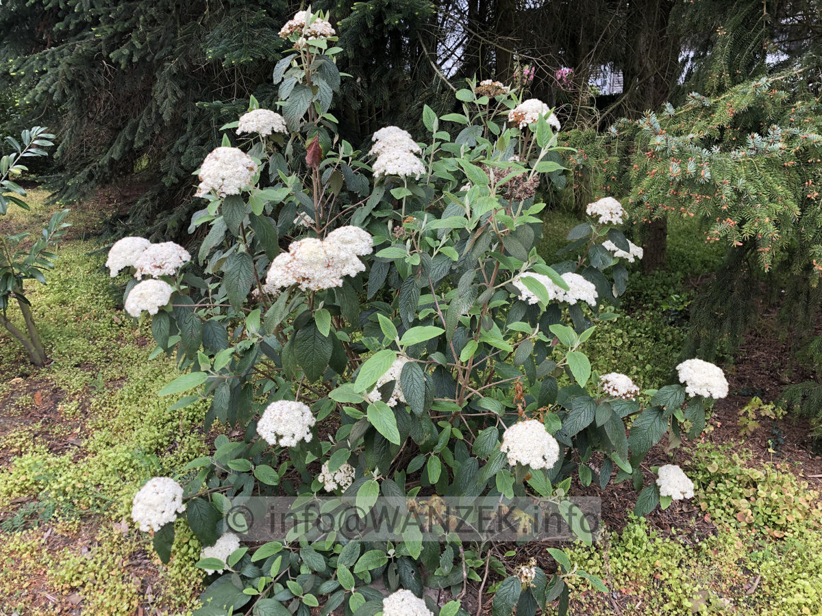 Viburnum rhytidophyllum Wanzekii 05 hdr.JPG